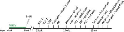 Inhibition of Hippocampal Neurogenesis Starting in Adolescence Increases Anxiodepressive Behaviors Amid Stress